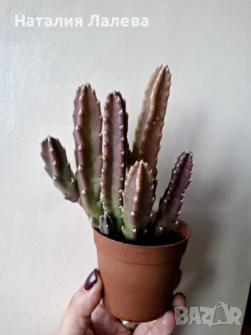 Стапелия, Stapelia grandiflora, снимка 3 - Стайни растения - 53409521