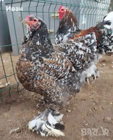 Разплодни яйца от порцеланови брами, снимка 6 - За птици - 49816987