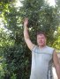 Дафинов лист - дафинов храст 2-год. растение Дафина - Лаура нобилис, снимка 3