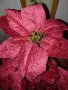 Коледно цвете. Височина 58 см, снимка 1 - Други - 43132482
