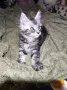 Чистокръвни Мейн Куун котенца , снимка 7