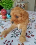 Кавапу/Мини пудел, снимка 7