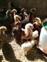 Пилета, еднодневни Бройлери и пъдпъдъци, снимка 4