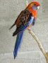Продавам папагал пенантова розела, снимка 7