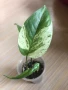 Epipremnum pinnatum Marble , снимка 1