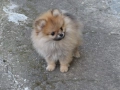 Померан, снимка 4