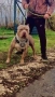 American bully XL, снимка 6