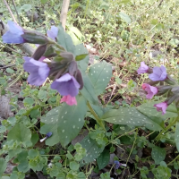 Розово лилава горска иглика, снимка 1 - Градински цветя и растения - 44865662