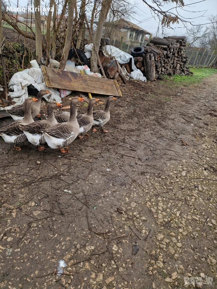 гъски, снимка 1