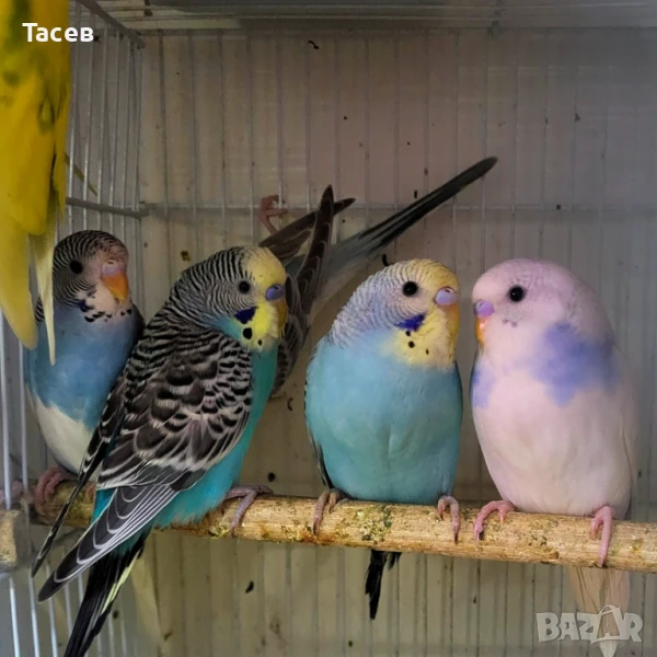 Вълнисти папагалчета, снимка 1