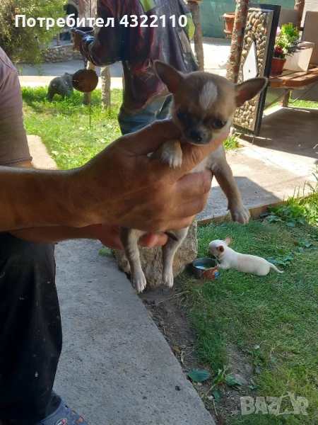 Мини чихуахуа , снимка 1