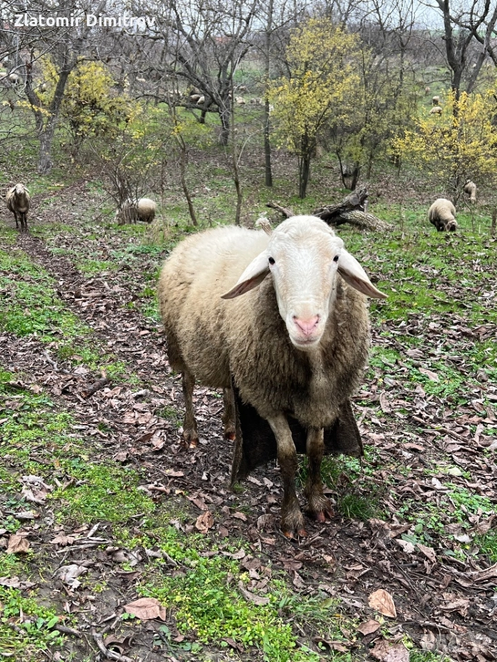 Коч Асаф, снимка 1