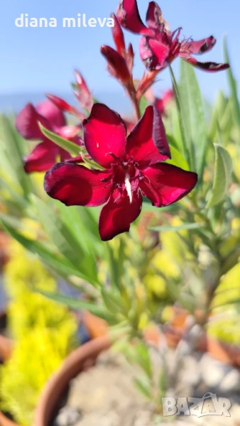 Олеандър Petite Red, Nerium oleander Petite Red, снимка 1