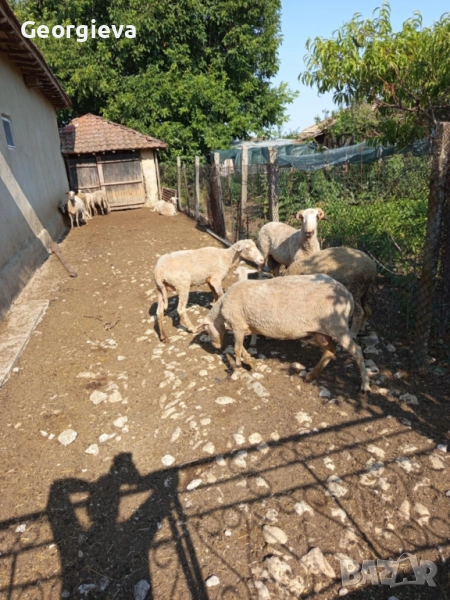 Мъжки  агнета, снимка 1