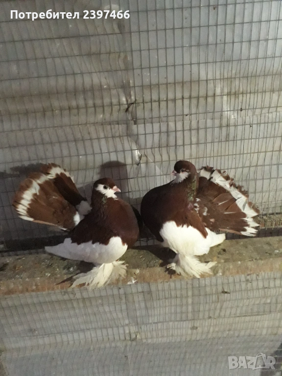 Чифт волжки, снимка 1