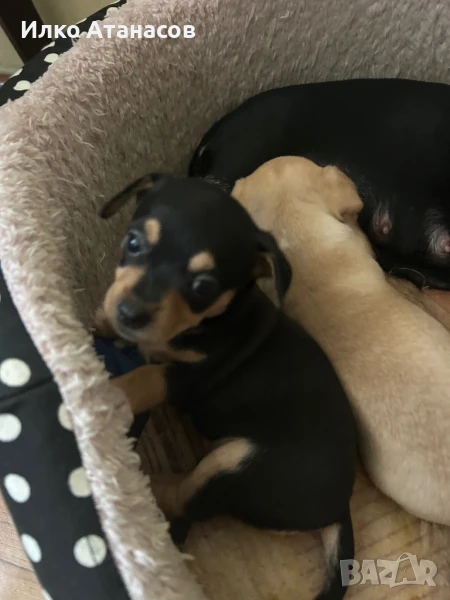 Пинчери, снимка 1