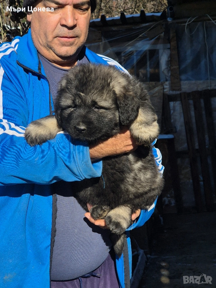 кавказка овчарка , снимка 1