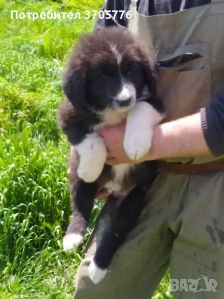 Каракачанско кучета, снимка 1