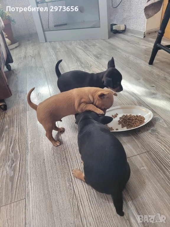 Сладки пинчери, снимка 1