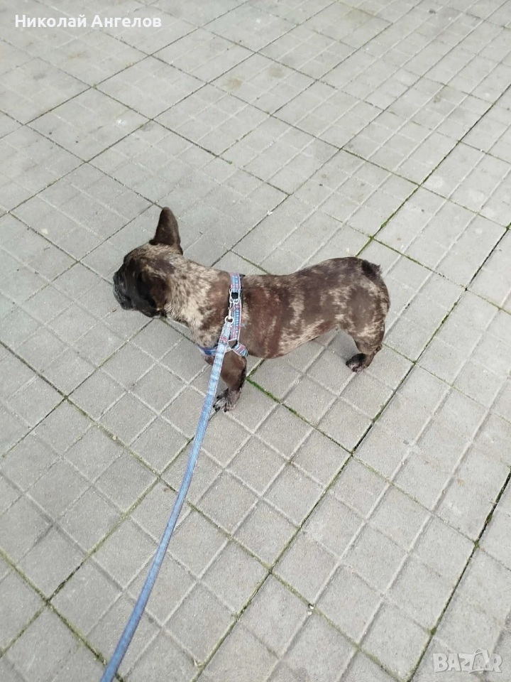 продава се женска от породата френски булдог, снимка 1