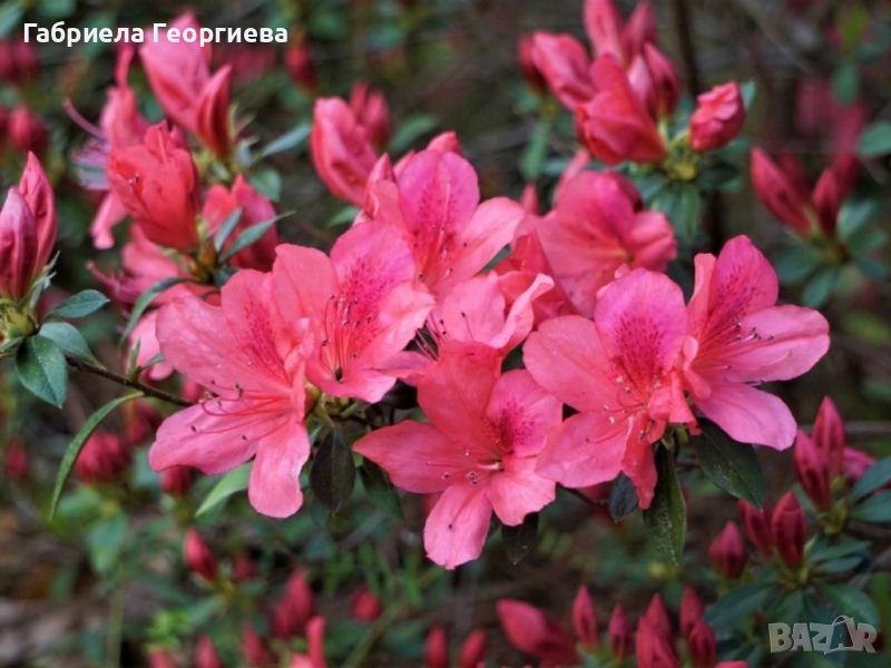 Азалия , снимка 1