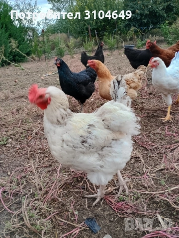 Кокошки, снимка 4 - други­ - 51939883
