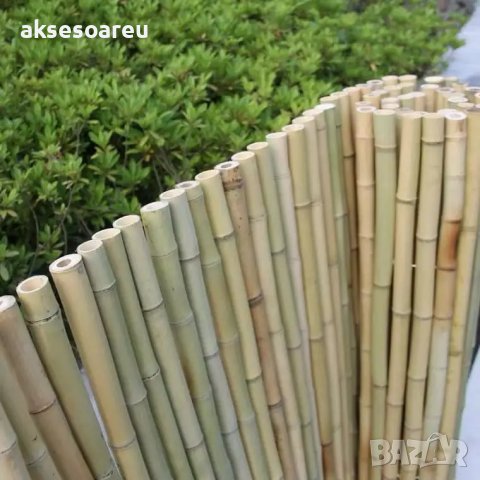 Семена от гигантски бамбук Moso Bambo градински горски декоративни растения декорация за градината д, снимка 2 - Сортови семена и луковици - 37768489
