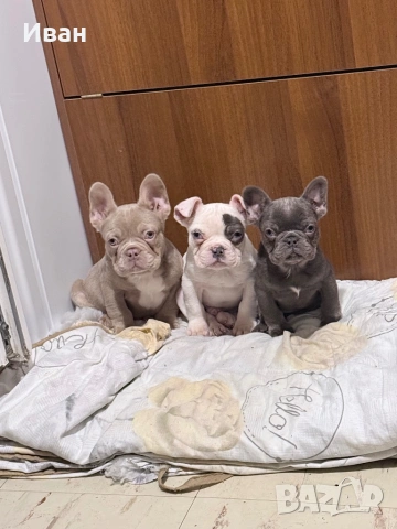 Френски булдог, снимка 3 - Френски булдог - 53281349