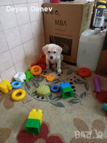 лабрадор реитривър 