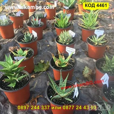 Комплект табелки за растения – 100 броя + маркер за надписване - КОД 4461, снимка 7 - Други - 50317170