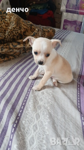 продавам чихопинчери, снимка 6 - Чихуахуа - 53018536