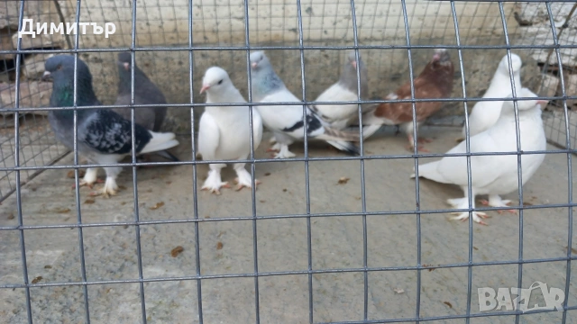 Продавам гълъби Мардини-Турски , снимка 3 - Гълъби - 47886897