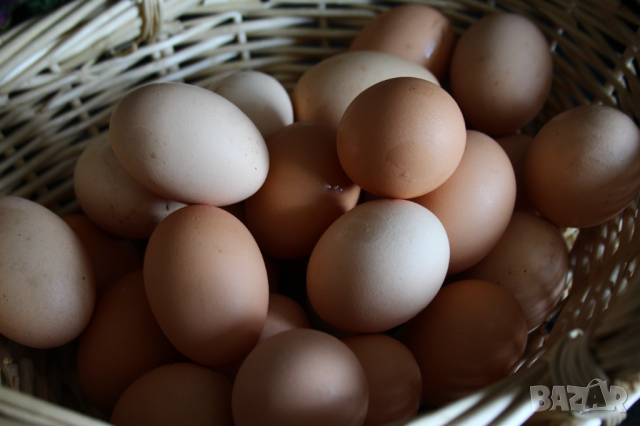 Домашни Яйца 0.50ст./бр, снимка 3 - други­ - 36397255