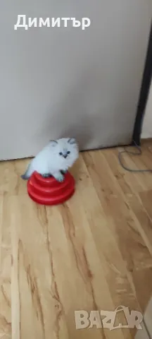 Дългокосместо шотландско мъжко, снимка 5 - Британска късокосместа - 50320973