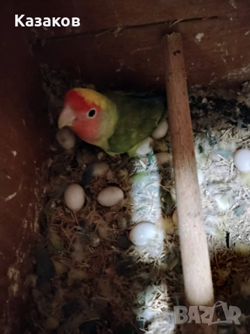 Продавам/бартер/ работещо ято розобузови неразделки, снимка 5 - Папагали - 52456034