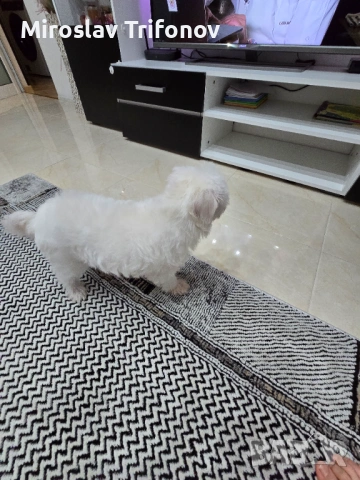 Малтипу , снимка 4 - Пудели - 53445638