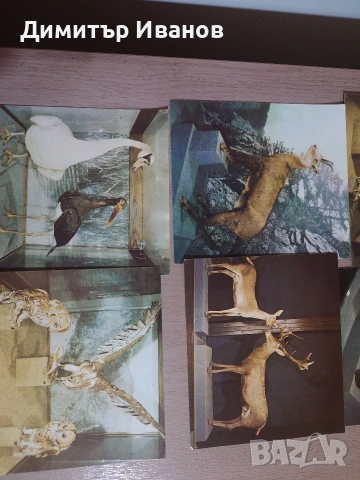 Пощенски и музейни картички, в перфектно състояние. , снимка 3 - Колекции - 53299410