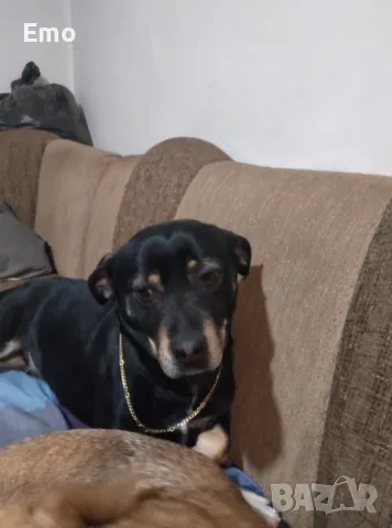 пежо кабрио, снимка 6 - Автомобили и джипове - 49560233