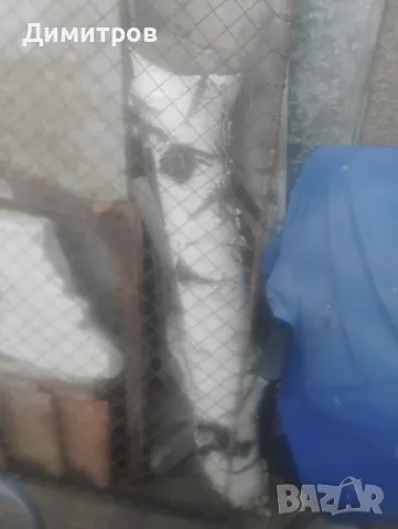 броя брезови трупи с красива бяла кора – за декорация и дизайн Описание:, снимка 4 - други­ - 50169517