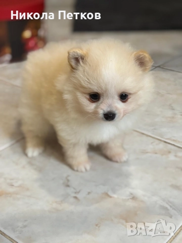 Померан мини , снимка 5 - Померан - 52597684