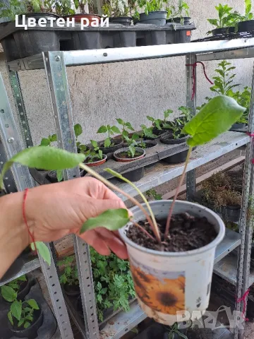 Кампанула камбанка и кампанула гломерата , снимка 9 - Градински цветя и растения - 50331205