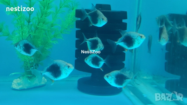 Сребърен Долар-БЛЕКБЪРИ