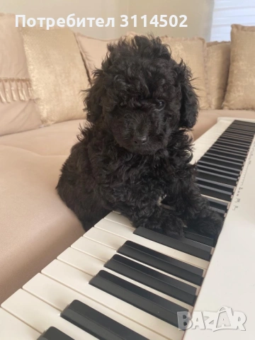 Той пудел (мъжки)