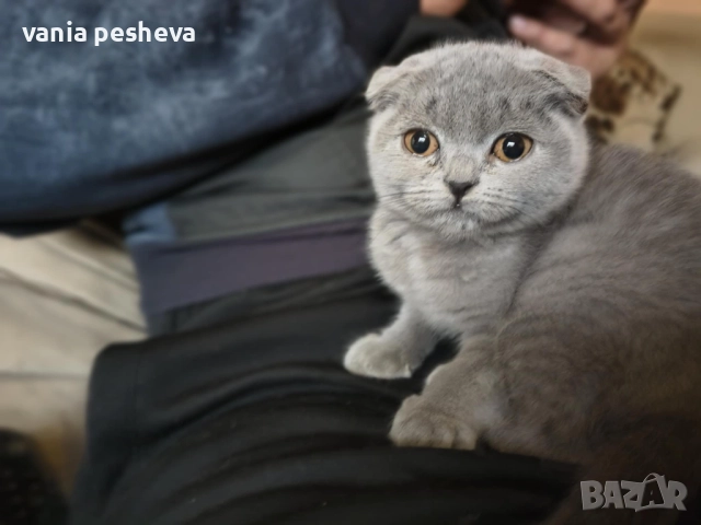 Продавам котета, снимка 1