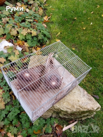 Продавам гълъби Димкежи, снимка 4 - Гълъби - 52623578