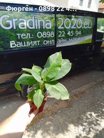 Банан, снимка 5 - Разсади - 49692239