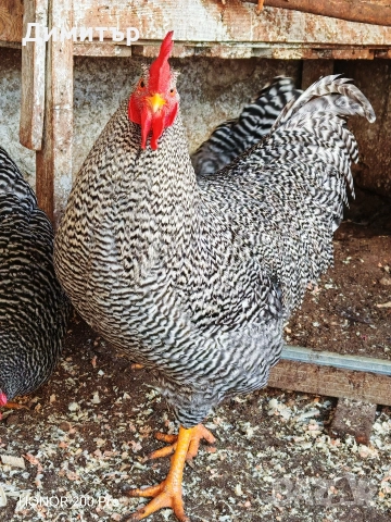 Разплодни яйца от Амрок , снимка 12 - Кокошки и пуйки - 49479016