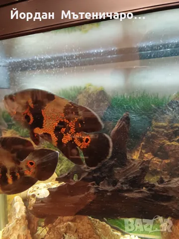 Астронатоси 20-25 см., снимка 3 - Рибки - 42952251