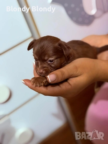 Кучета Чихуахуа Мини пинчер , снимка 6 - Чихуахуа - 53598696