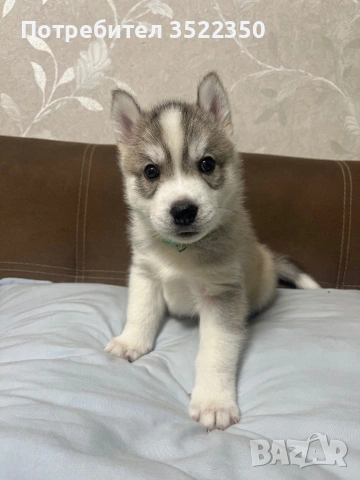 Бебета порода сибирско хъски –  за резервации , снимка 4 - Хъски - 53287534